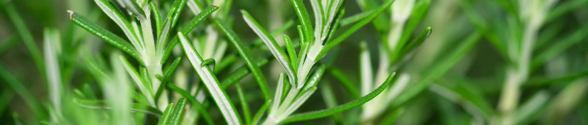 rozmaryn_lekarski